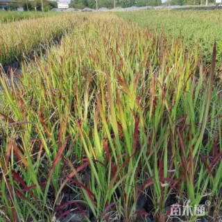 高度35厘米日本血草