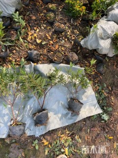 高度30厘米毛鹃