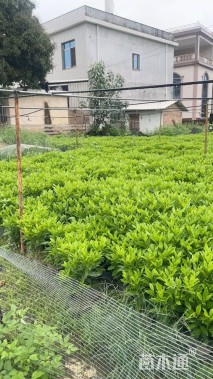 高度60厘米非洲茉莉