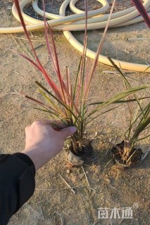 高度30厘米紫叶狼尾草