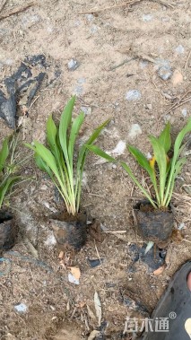 高度50厘米美人蕉