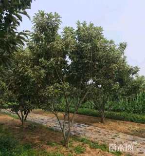 高度300厘米板栗