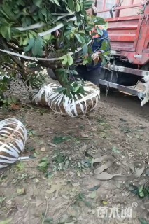 高度200厘米中华石楠