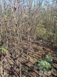原生苗花椒
