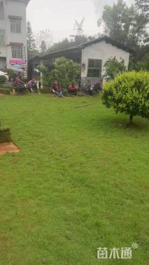 草卷状马尼拉草