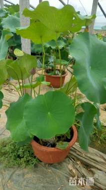 高度70厘米荷花