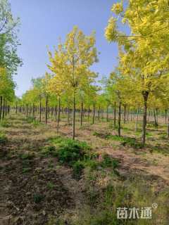 11公分金叶白蜡