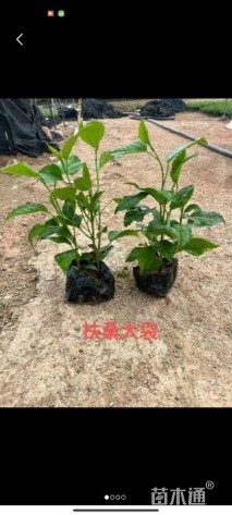 高度20厘米扶桑