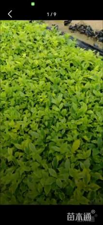 高度15厘米金叶假连翘