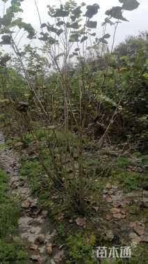 高度200厘米丛生紫荆