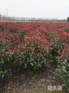 冠幅80厘米红叶石楠球