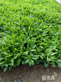 高度20厘米马鞭草