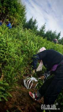 高度80厘米云杉