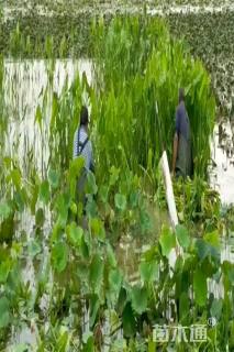 高度30厘米慈姑