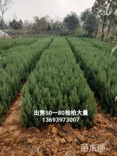 高度100厘米桧柏