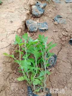 高度15厘米地被菊