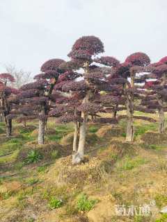 高度200厘米红花继木