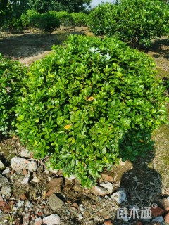 冠幅100厘米海桐球