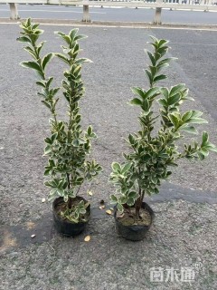 高度35厘米金边黄杨小苗