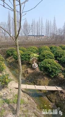 高度150厘米黄杨