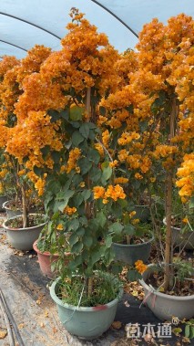 高度150厘米三角梅