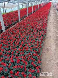 高度30厘米一串红