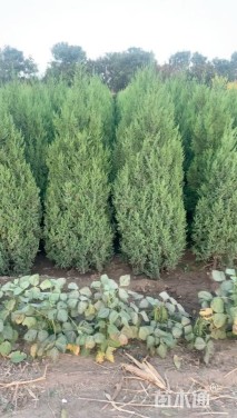 高度200厘米北京桧