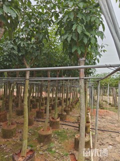 8公分紫花风铃木