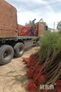 高度200厘米柽柳