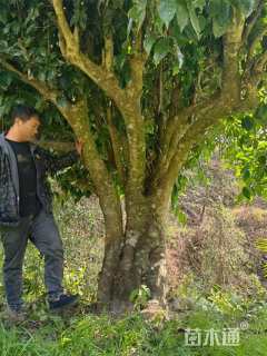 高度500厘米茶树