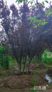 高度400厘米丛生紫叶李