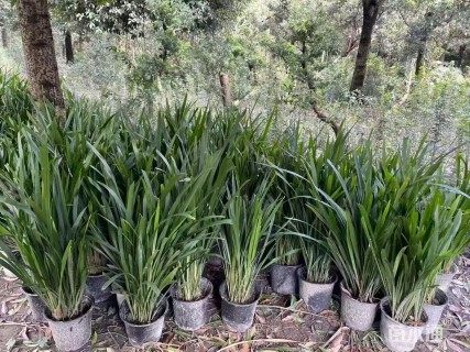 高度40厘米富贵草