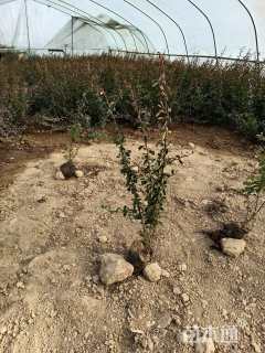 高度60厘米火棘