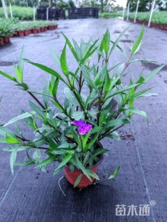 高度30厘米翠芦莉