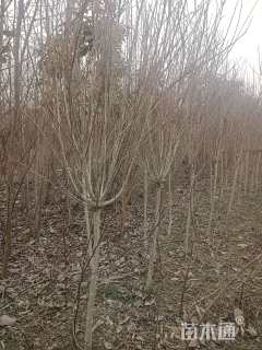 高度120厘米丛生木槿