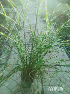 高度25厘米斑叶芒