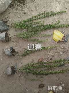 高度30厘米迎春花