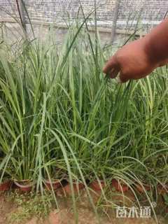 高度30厘米紫穗狼尾草