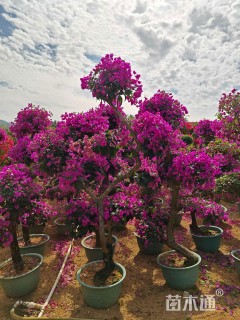 8公分造型三角梅