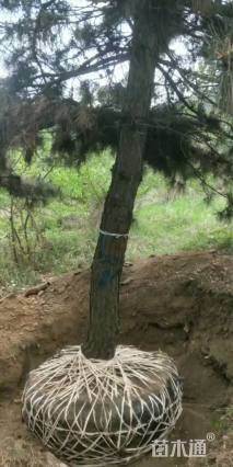 高度203厘米黑松