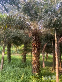 裸干高200厘米中东海枣