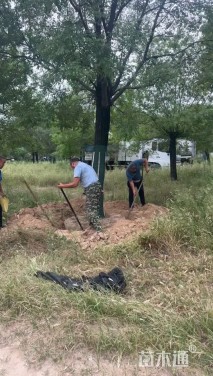 10公分大叶女贞