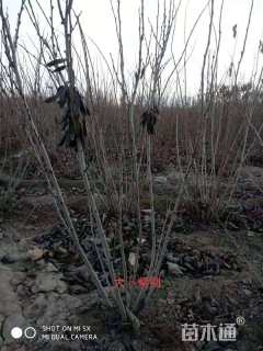 高度1800厘米紫荆