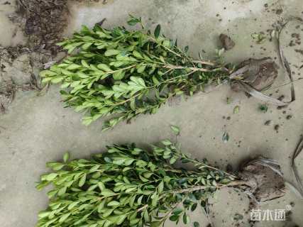 高度40厘米瓜子黄杨