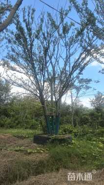 12公分(3杆)丛生朴树