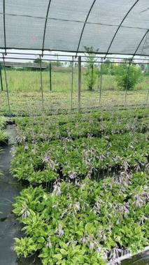 高度15厘米玉簪