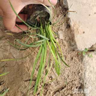 高度15厘米兰花