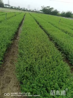 高度40厘米小叶女贞