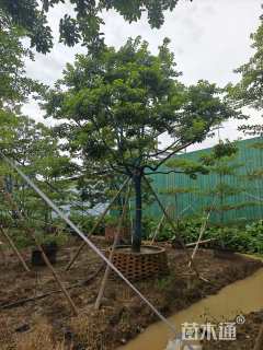 20公分红果冬青