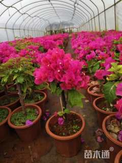 高度40厘米三角梅